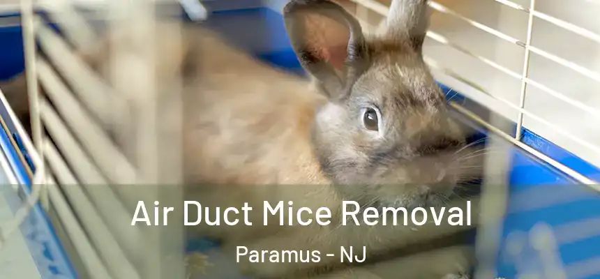 Air Duct Mice Removal Paramus - NJ